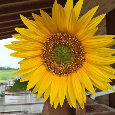 Bio Armonia Farm stay *